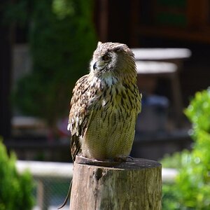Hellenthal Wildg 2012 07 02 337