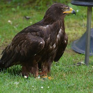 Hellenthal Wildg 2012 07 02 343