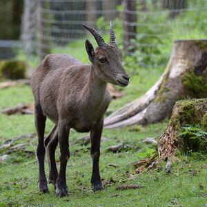 Hellenthal Wildg 2012 07 02 290