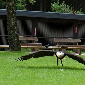 Hellenthal Wildg 2012 07 02 460