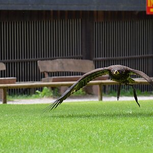 Hellenthal Wildg 2012 07 02 434