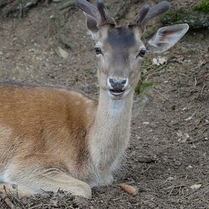 Hellenthal Wildg 2012 07 02 547