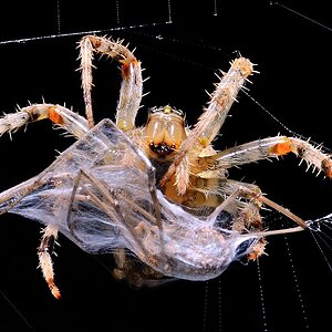 Spinne 4