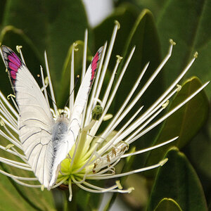 butterfly manyara