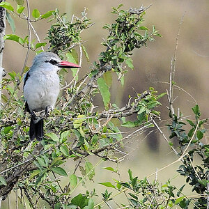 Mangroven Kingfisher
