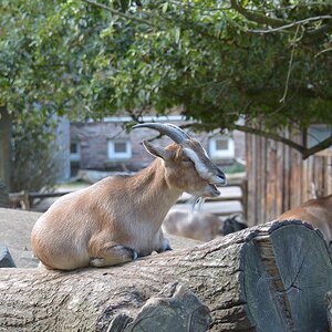 Krefelder Zoo 19 04 12 2