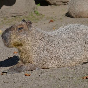 Krefelder Zoo 19 04 12 3
