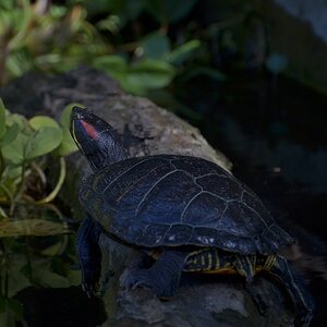 Krefelder Zoo 19 04 12 5