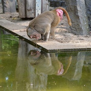Krefelder Zoo 19 04 12 9
