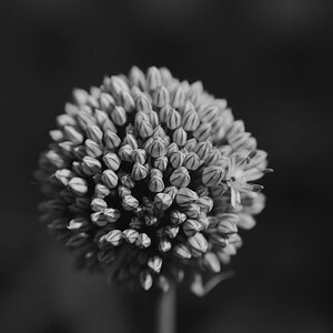 Zwiebelblüte