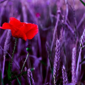 Blume mal anders