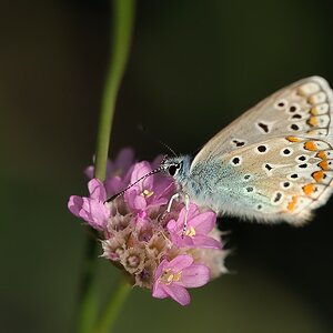 Wiesenbläuling