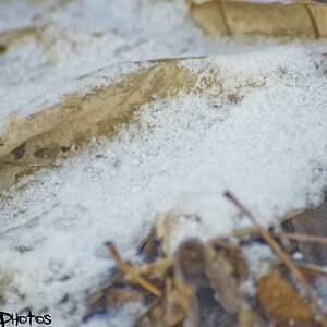 Blatt