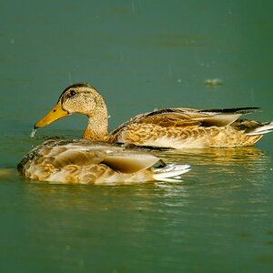 20120826 28524 [NIKON D2Xs] 850 mm,1 320 Sek. bei ƒ   5,6