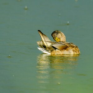 20120826 28533 [NIKON D2Xs] 850 mm,1 250 Sek. bei ƒ   7,1