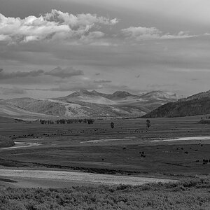 DSC 0711 sw NF-F
Bisonherde, Lamar Valley (The Lonely Bull)