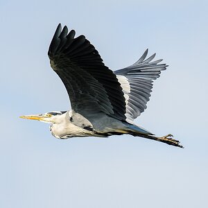 20120729 8164 [NIKON D4] 850 mm,1 2000 Sek. bei ƒ   6,3