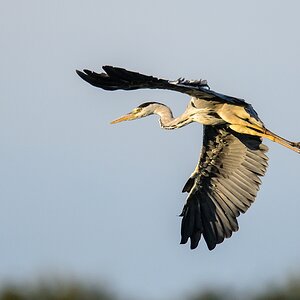 20120729 8516 [NIKON D4] 850 mm,1 2000 Sek. bei ƒ   6,3