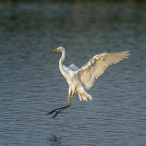 20120729 8564 [NIKON D4] 850 mm,1 1250 Sek. bei ƒ   6,3