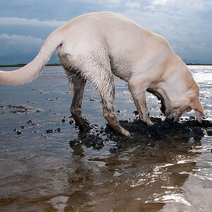 Labrador im Watt