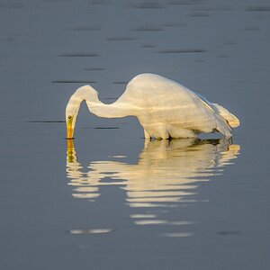20120729 8579 [NIKON D4] 850 mm,1 2000 Sek. bei ƒ   6,3
