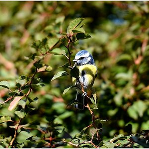 Blaumeise