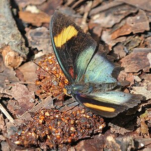 Boabeng-Fiema Monkey Sanctuary
Schmetterling
4937