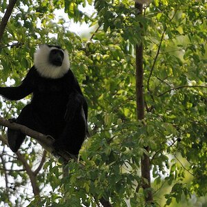 Geoffroy Stummelaffe
(Black and White Colobus)
Boabeng-Fiema Monkey Sanctuary
4978