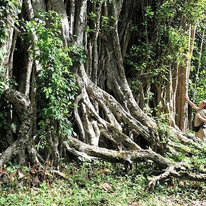 Boabeng-Fiema Monkey Sanctuary
Baum
3604