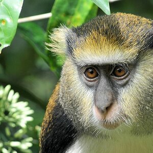 Monameekratze
Boabeng-Fiema Monkey Sanctuary
4798