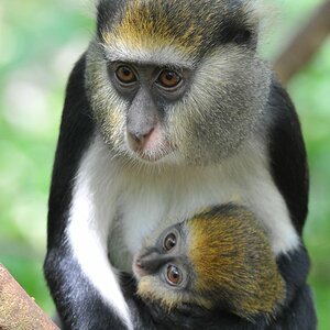 Monameekratze mit Baby
Boabeng-Fiema Monkey Sanctuary
4870