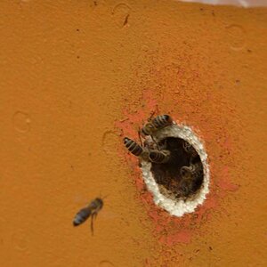 Bienenstock