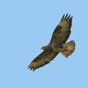 DSC 7201 Bussard 1000 b