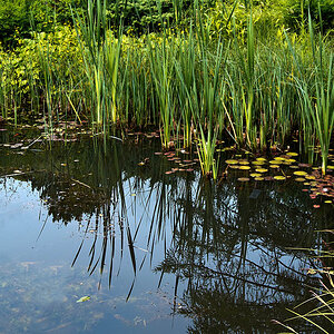 2120531 3676 Teich Garten Linz