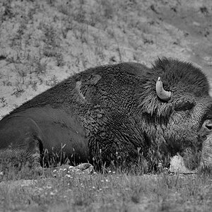 DSC 0488 sw NF-F
 Hayden Valley, Bison