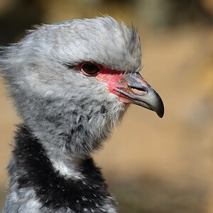 Ein Tschaja, Halsband-Wehrvogel