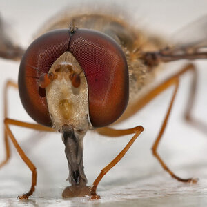 Schwebfliege(n) Staubsauger. Wenn man das hier so nah betrachtet sollte man die Wachstuchdecke auf dem Gartentisch öfters mal desinfizieren, oder?