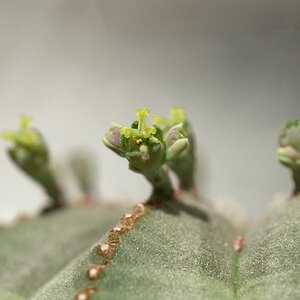 Euphorbia obesa