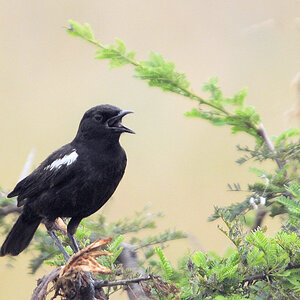 sooty chat 5