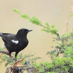 sooty chat 5a