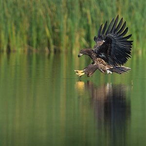 Seeadler (3 von 10)