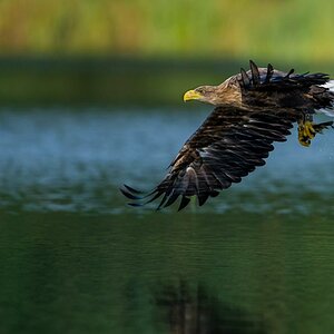 Seeadler (7 von 10)