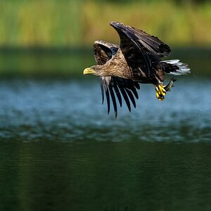 Seeadler (8 von 10)