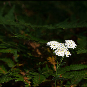 waldblume