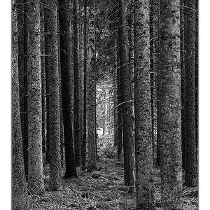 licht im wald sw