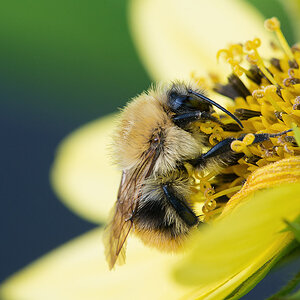 Hummel