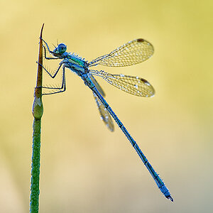 Libelle