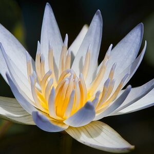 Seerose auf Bali 03