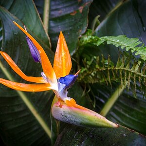 Teneriffa DSC 3483