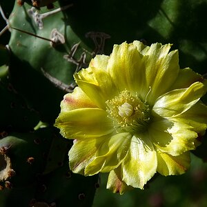 Teneriffa DSC 3417